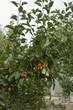 Pear Tree