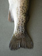 Photo: Dead Fish, low section Dead Fish, low section