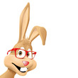 bunny with red glasses bunny with red glasses