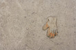 Photo: Work glove lying in the dirt Work glove lying in the dirt