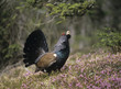 Male capercaillie standing on heather, side view
