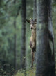 Young red deer stag peeking from behind tree