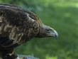 Eagle, profile