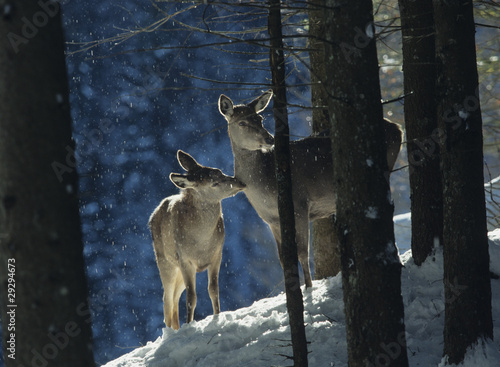 Photo: Red deer doe with cub Red deer doe with cub