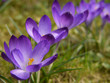 Krokus. Crocus.