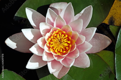 Photo: White water lily White water lily