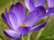 Foto: Krokus. Crocus. Krokus. Crocus.