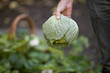 A man holding a cabbage