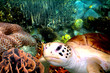 Underwater landscape with turtle