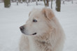 Tier Hund Husky blaue Augen