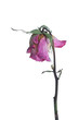 Welke Rose