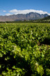 Vines with hills in the background