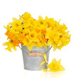 Spring Beauty