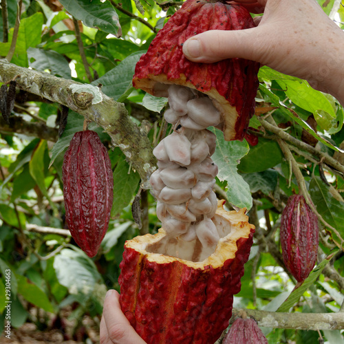 Photo : Cabosse du cacaoyer Cabosse du cacaoyer