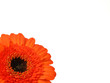 Gerber flower on the white background