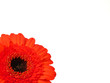 Red Gerber flower on the white background