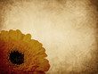 Gerber flower textured