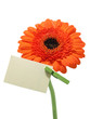 Gerber flower on the white background