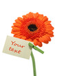 Gerber flower on the white background