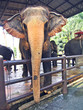 Pattaya, an elephant in a botanical garden of Nong Nuch.