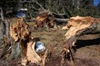 Tempête Xintia