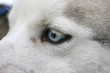 Husky