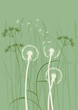 floral background, dandelion floral background, dandelion