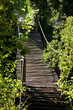 Wooden foortbridge through the trees.