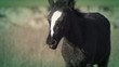 Video: Horse Horse