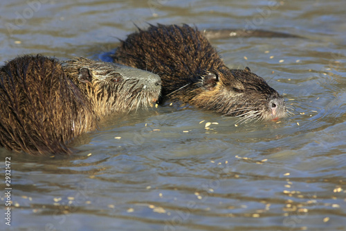 Photo: Ragondins Ragondins