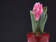 Tulpen