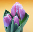 Tulpen vor Orangem Hintergrund