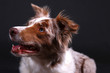Hundeblick