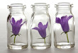 Blüten im Glas