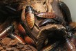 Madagaskar-Riesenschaben / Madagascar Giant Cockroaches