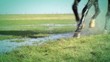 Horse in the galop
