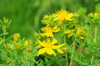 Johanniskraut - St Johns wort 33
