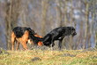 hunde