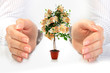 Money tree.