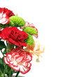 Carnation flowers on the white background