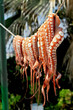Octopus Drying prior to cooking Octopus Drying prior to cooking
