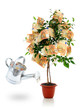 Money tree.