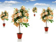 Money trees.
