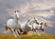 white horses