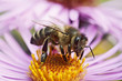 Honeybee on a autumn flower Honeybee on a autumn flower