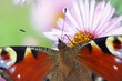 Butterfly detail Butterfly detail