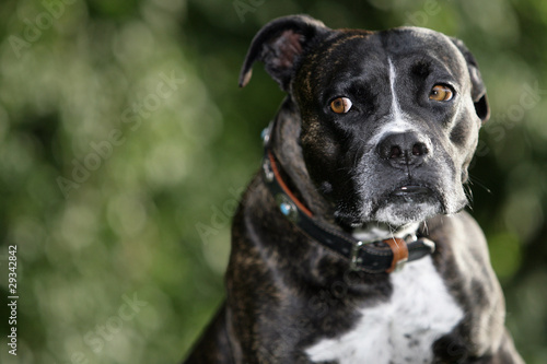 Foto: ängstlicher cane corso Mischling ängstlicher cane corso Mischling