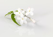 jasmin jasmin