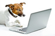 dog in front of laptop dog in front of laptop