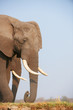Large African elephant bull